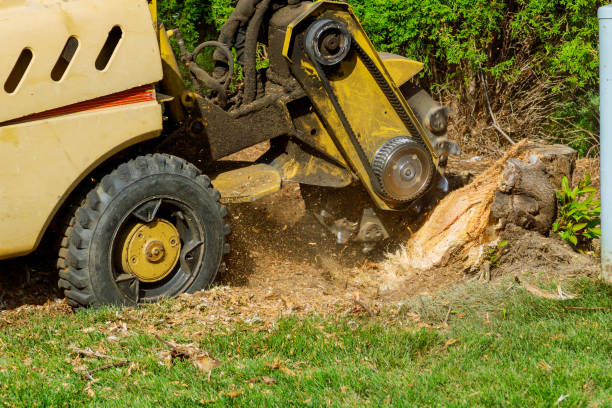 Best Lot and Land Clearing  in USA